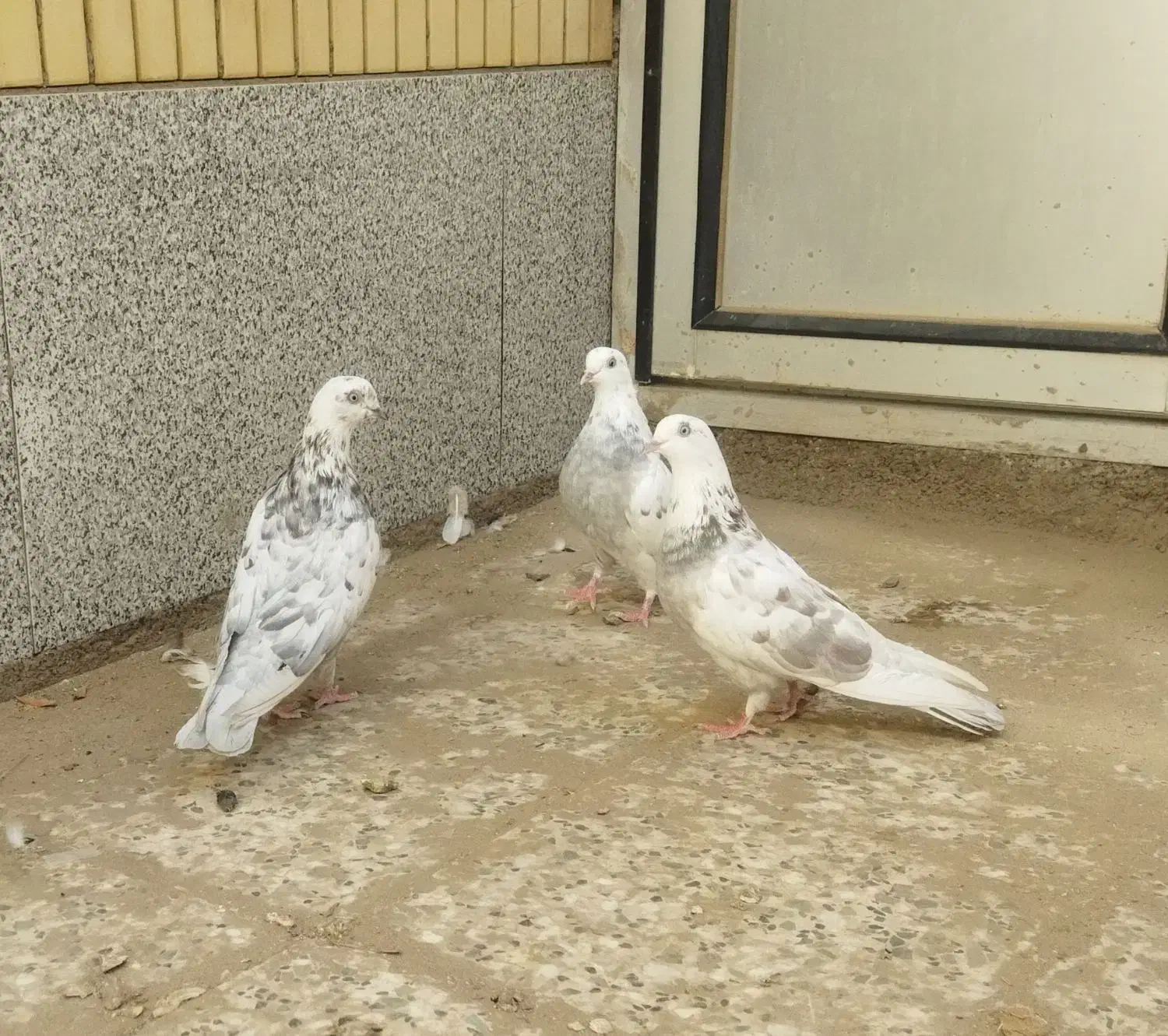 کفتر پرشی نژاد کاشونی|پرنده|بافق, |دیوار