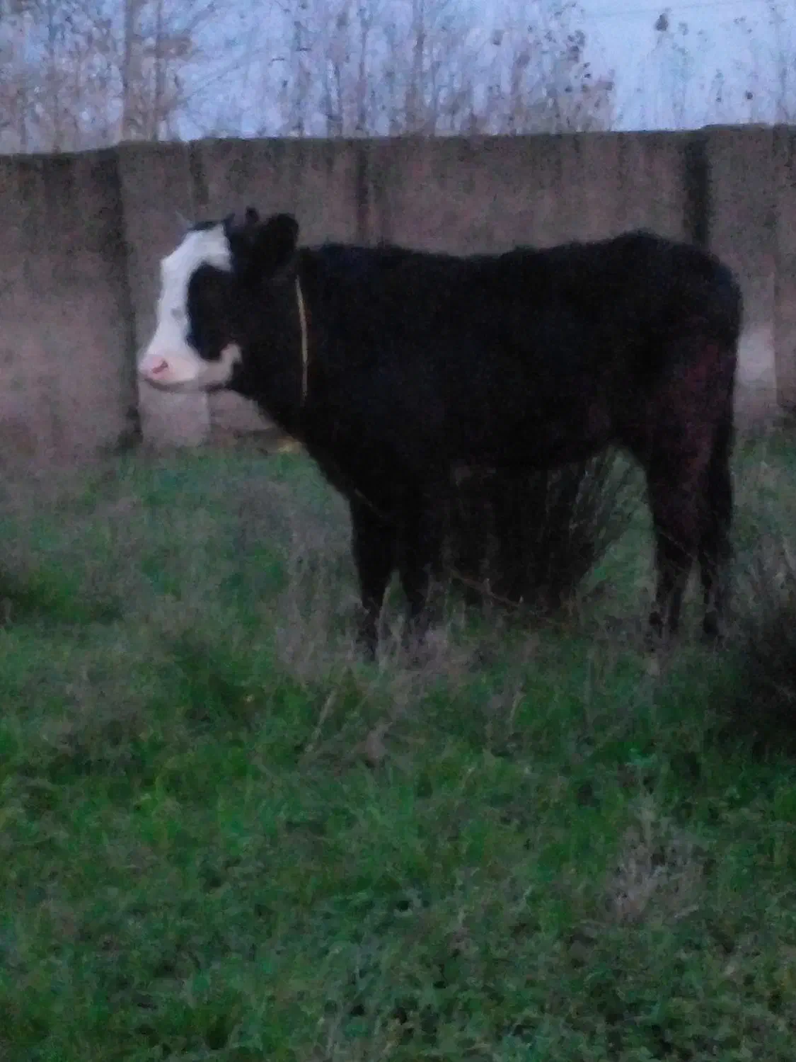 سلام یک عدد لیشه چالوسی|حیوانات مزرعه|خشکبیجار, |دیوار