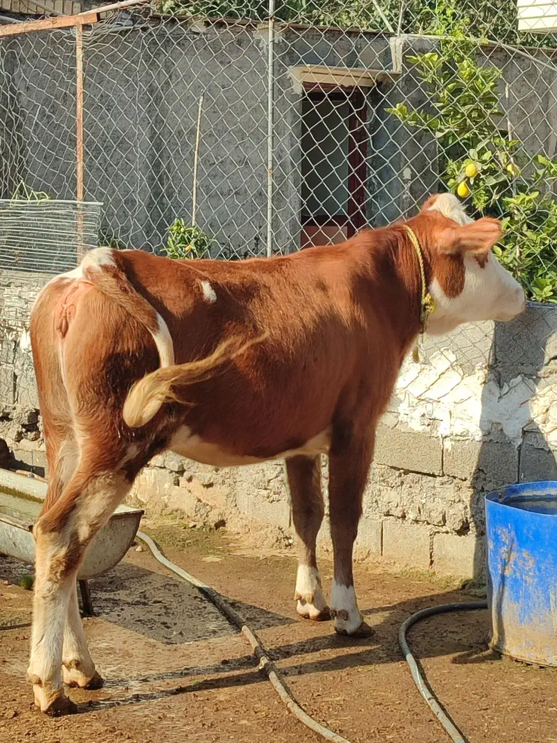 گاو و گوساله سمینتال سه راس مخصوص کشتار و داشتی|حیوانات مزرعه|قائم‌شهر, |دیوار