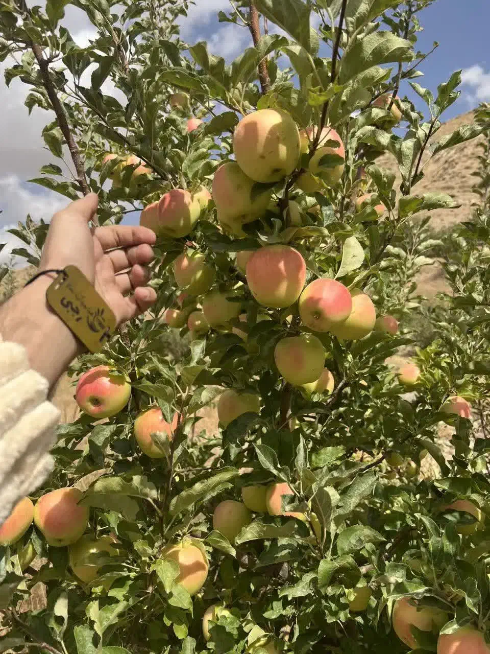 توزیع نهال سیب رندرز یکساله و دوساله|خدمات باغبانی و درختکاری|بابل, |دیوار