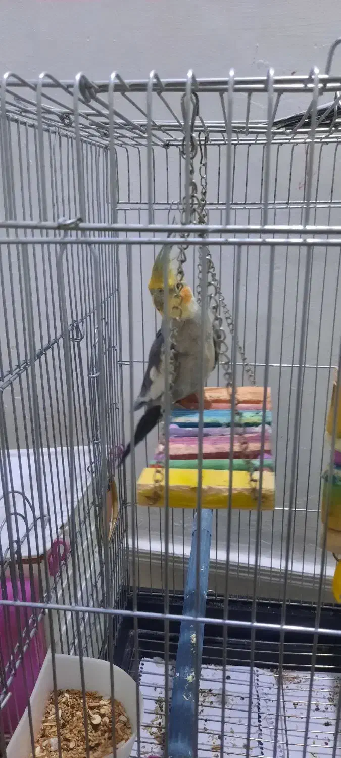 دو عروس هلندی دستی و سخنگو|پرنده|اسلام‌شهر, شهرک امام حسین (میان آباد)|دیوار