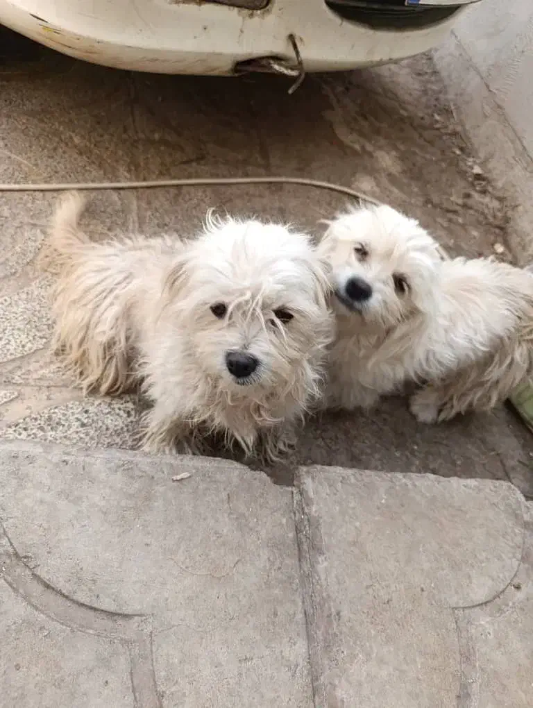 سگ شیتزو ماده|سگ|بم, |دیوار