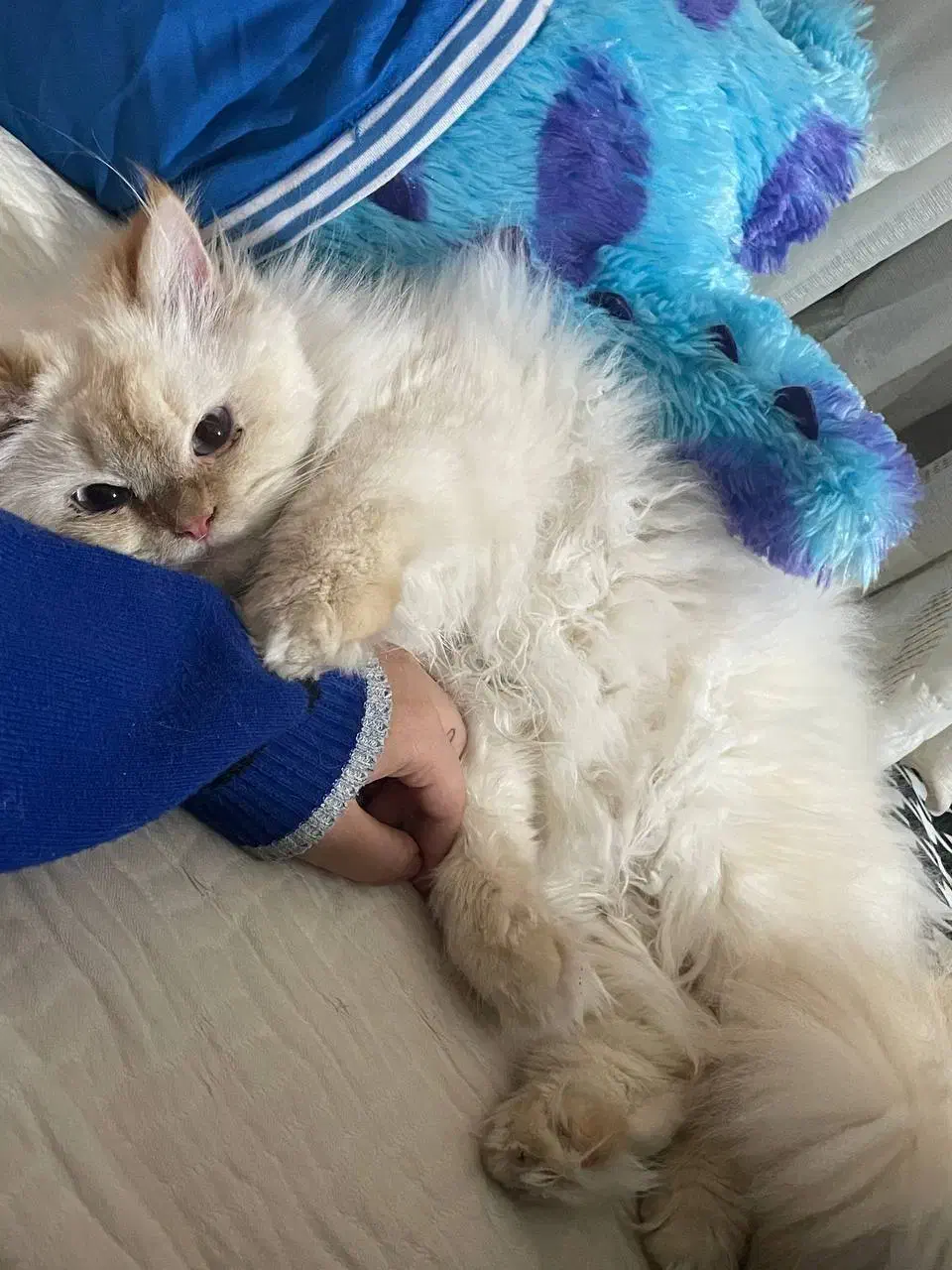 فروش گربه پرشین  هیمالین|گربه|مشهد, نیروی هوایی|دیوار