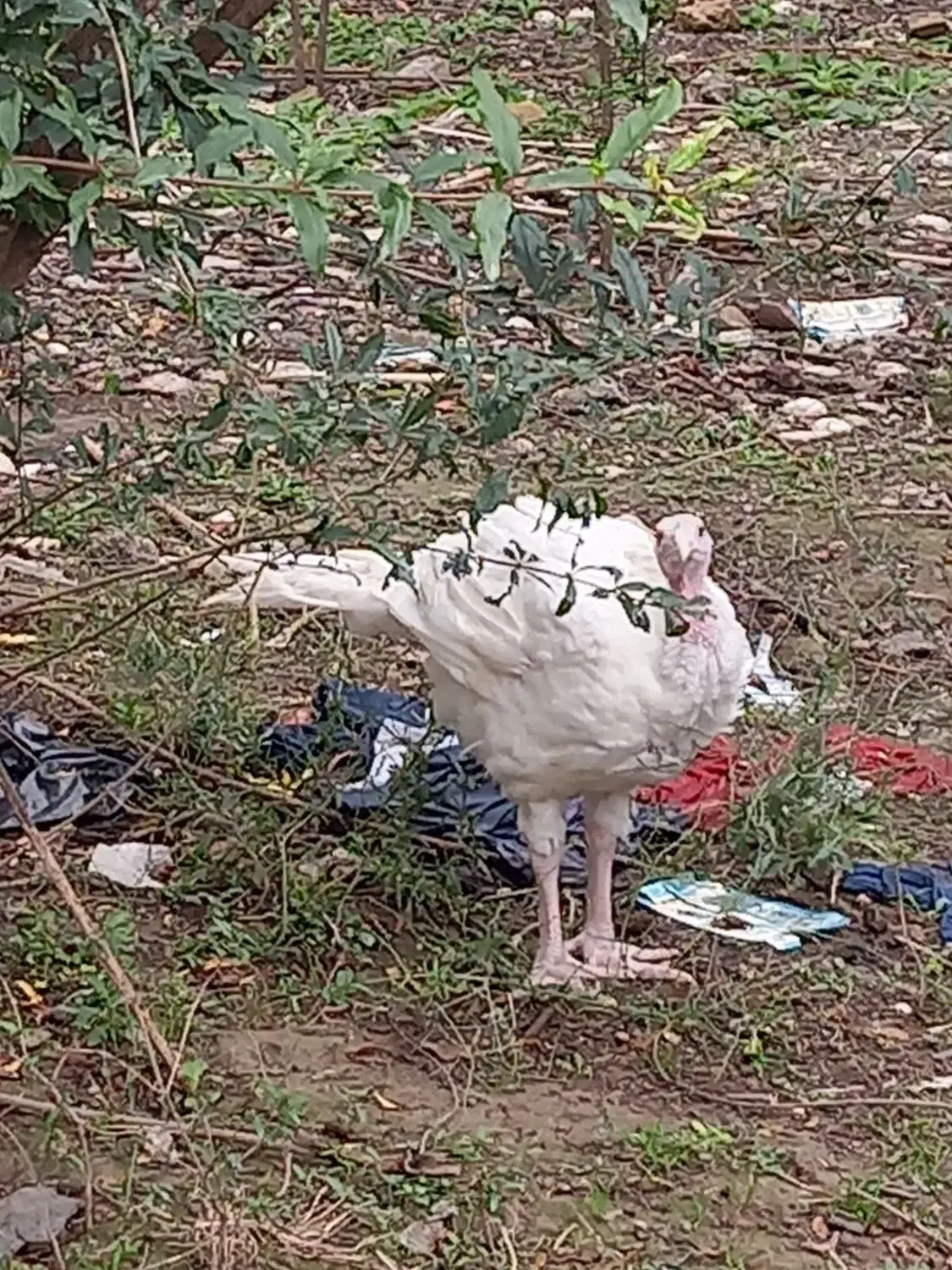 بوقلمون گوشتی ارگانیک|حیوانات مزرعه|گرگان, |دیوار