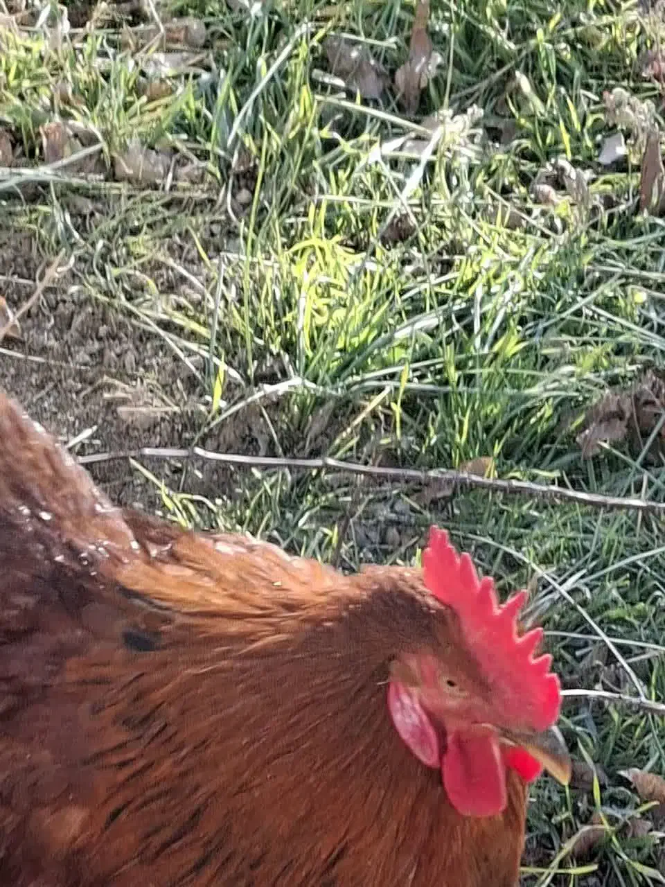 خروس محلی|حیوانات مزرعه|مشهد, میعاد (شهرک غرب)|دیوار