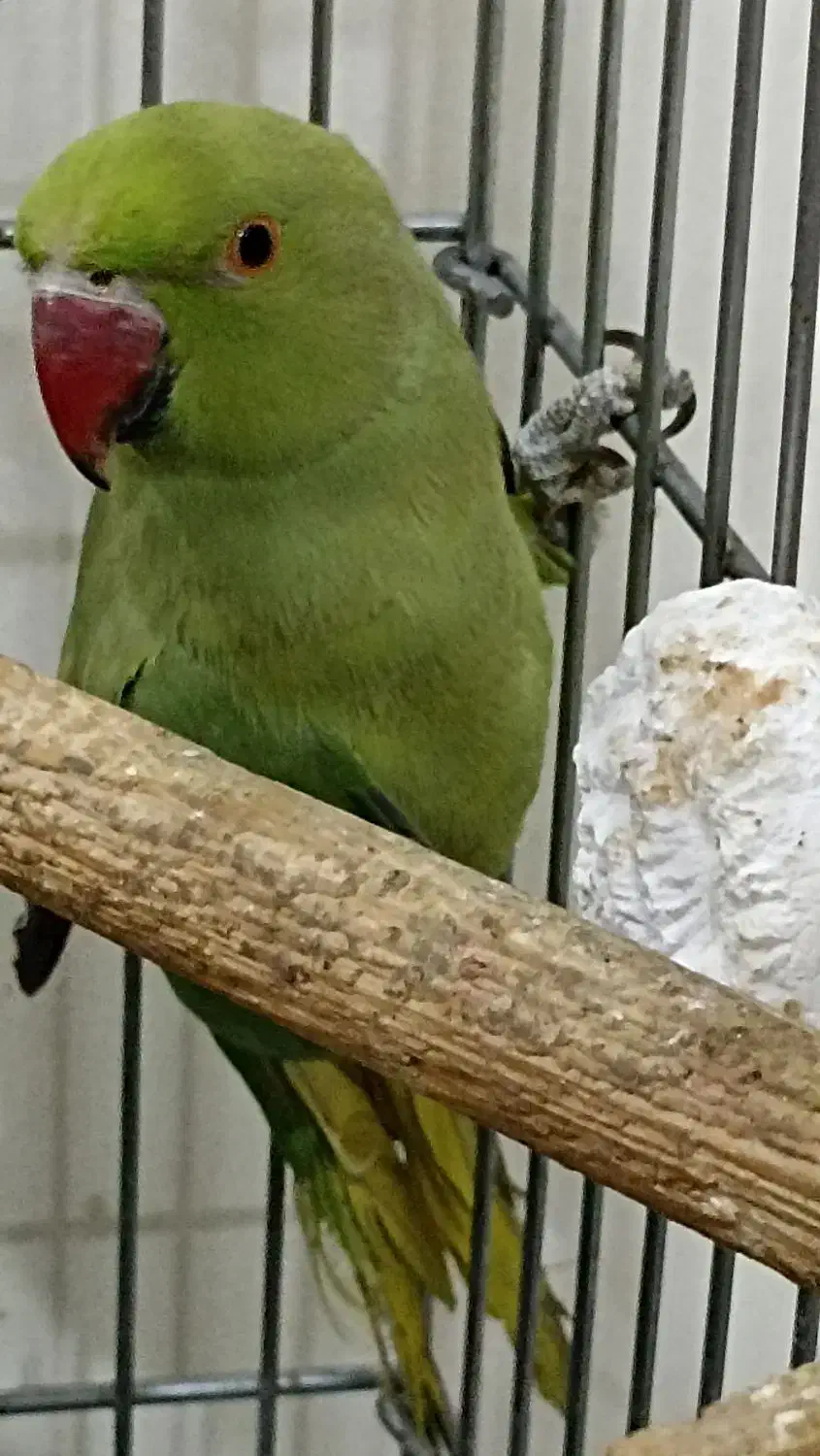 طوطی ملنگو|پرنده|تهران, امیریه|دیوار