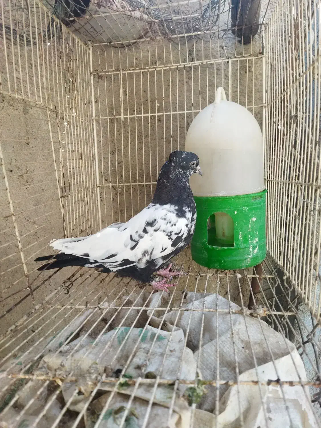 رنگی گرفتنی|پرنده|اهواز, شهرک حفاری|دیوار