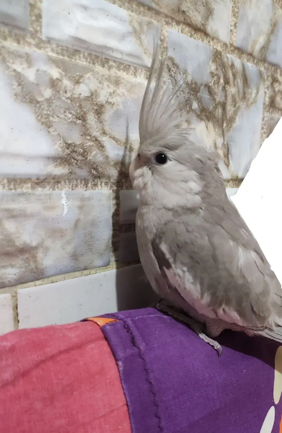 عروس هلندی گمشده ، گم شده|حیوانات|بوشهر, |دیوار