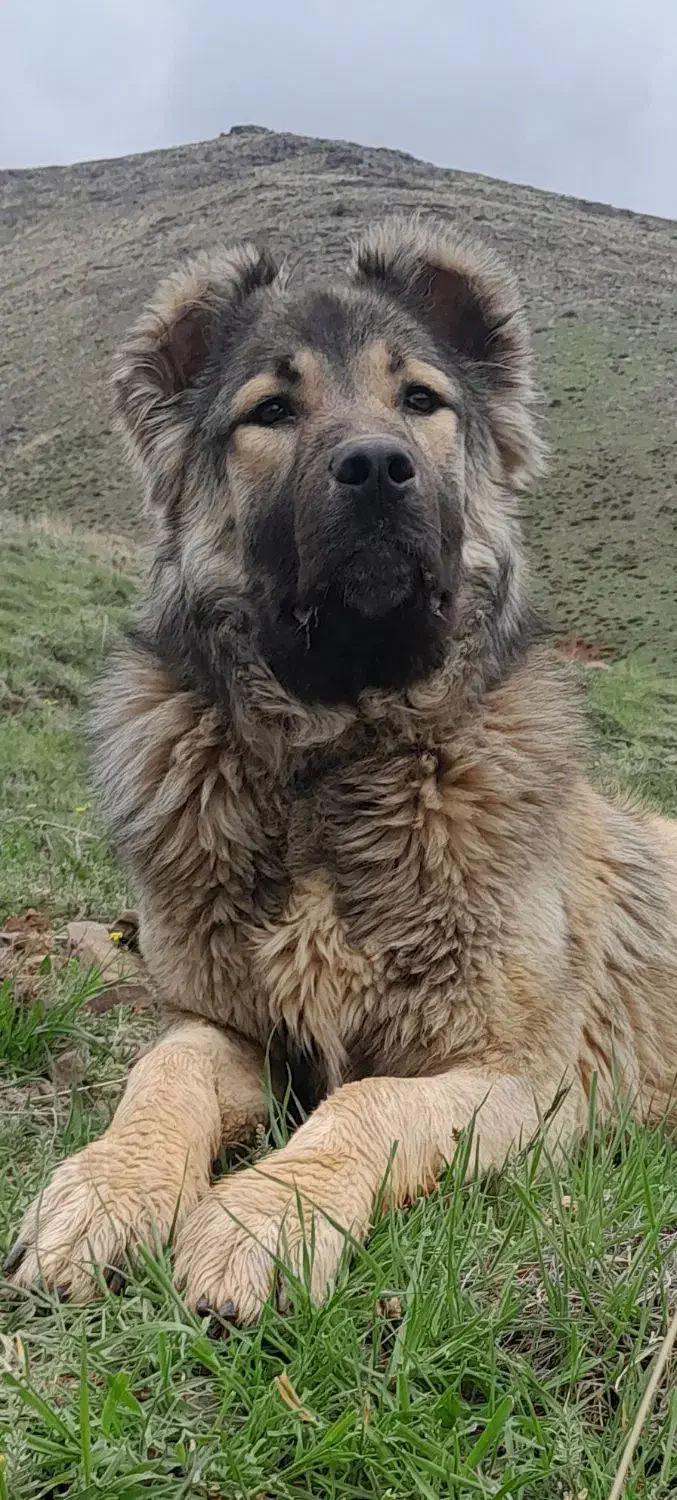 سرابی اصل|فعالیت داوطلبانه تحقیقاتی|ملایر, |دیوار