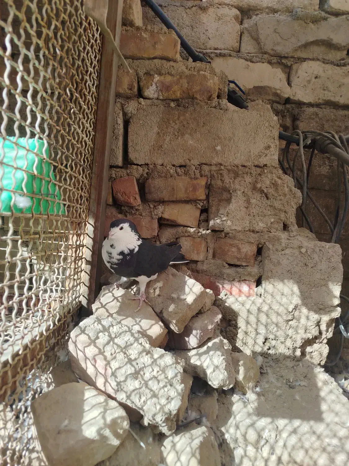 کبوتر|پرنده|زاهدان, |دیوار