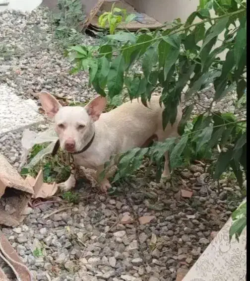 سگ پاکوتاه فروشی|سگ|فاضل آباد, |دیوار