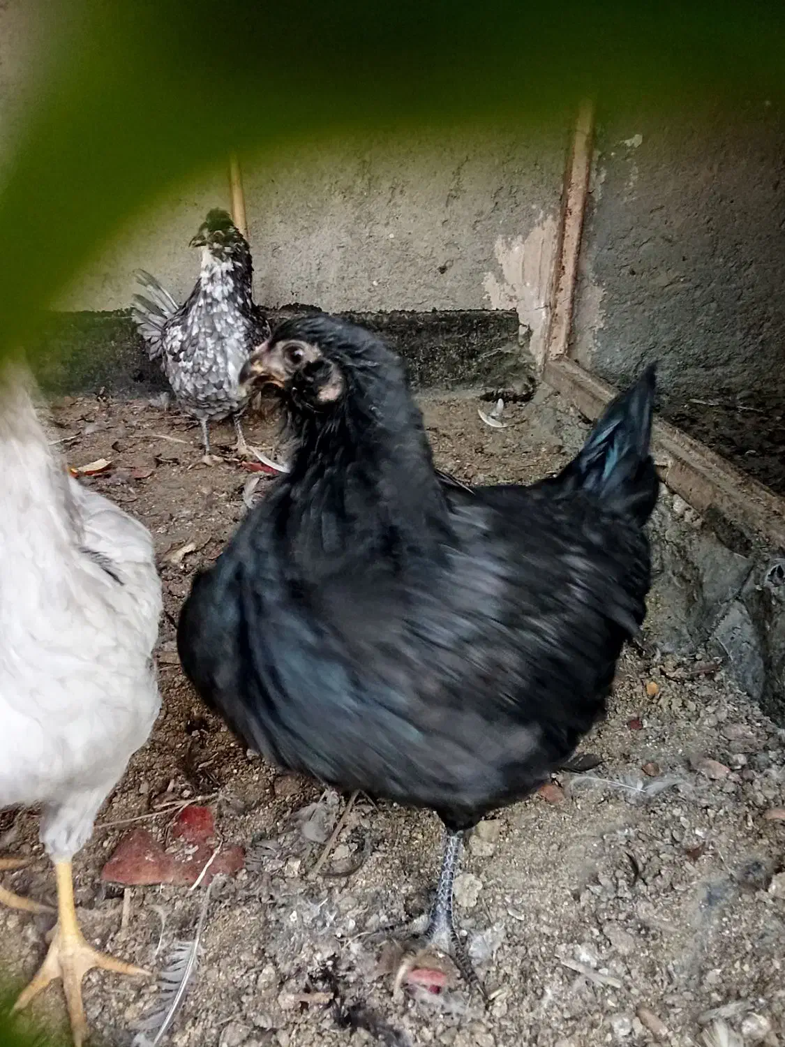 مرغ وخروس گلین اصل،چهل تاج،طوسی،ریش و کاکل فول|حیوانات مزرعه|طرقبه, |دیوار