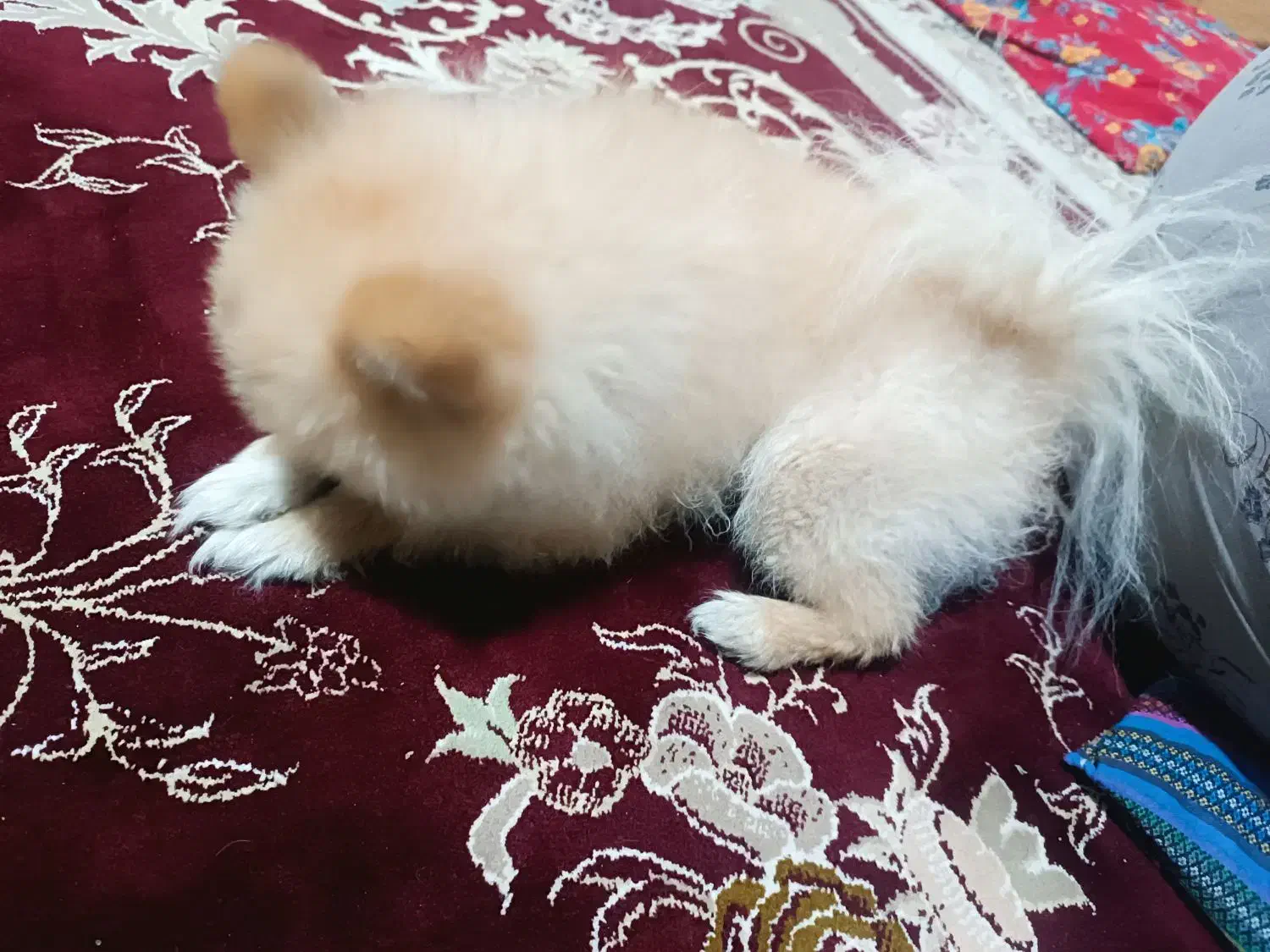 پامر خرسی نر عقیم نشده|سگ|اردبیل, |دیوار