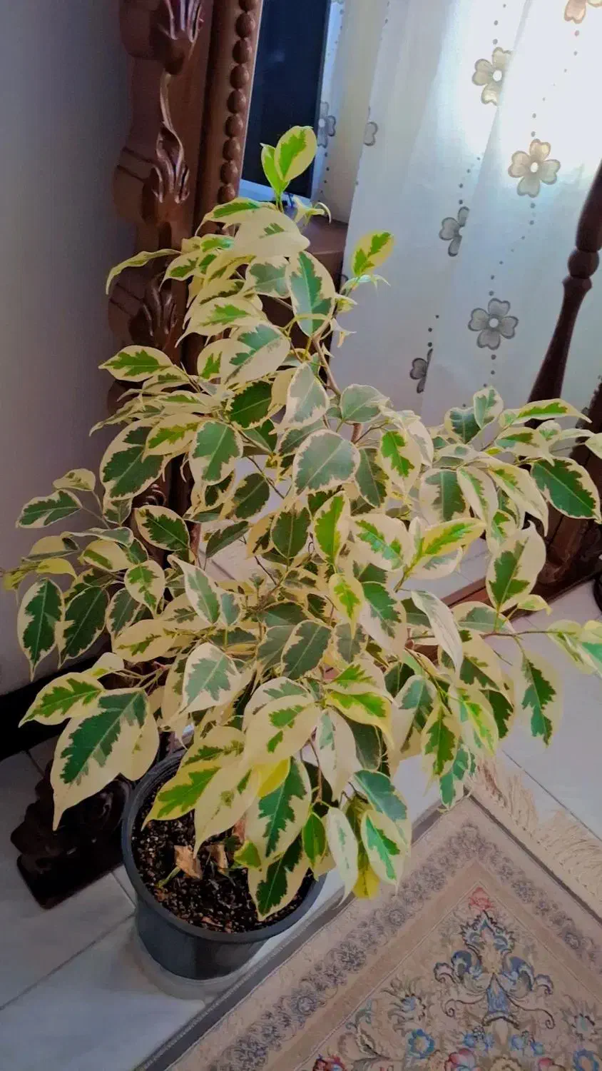 گل بنجامین|گل مصنوعی|کرج, گلشهر|دیوار