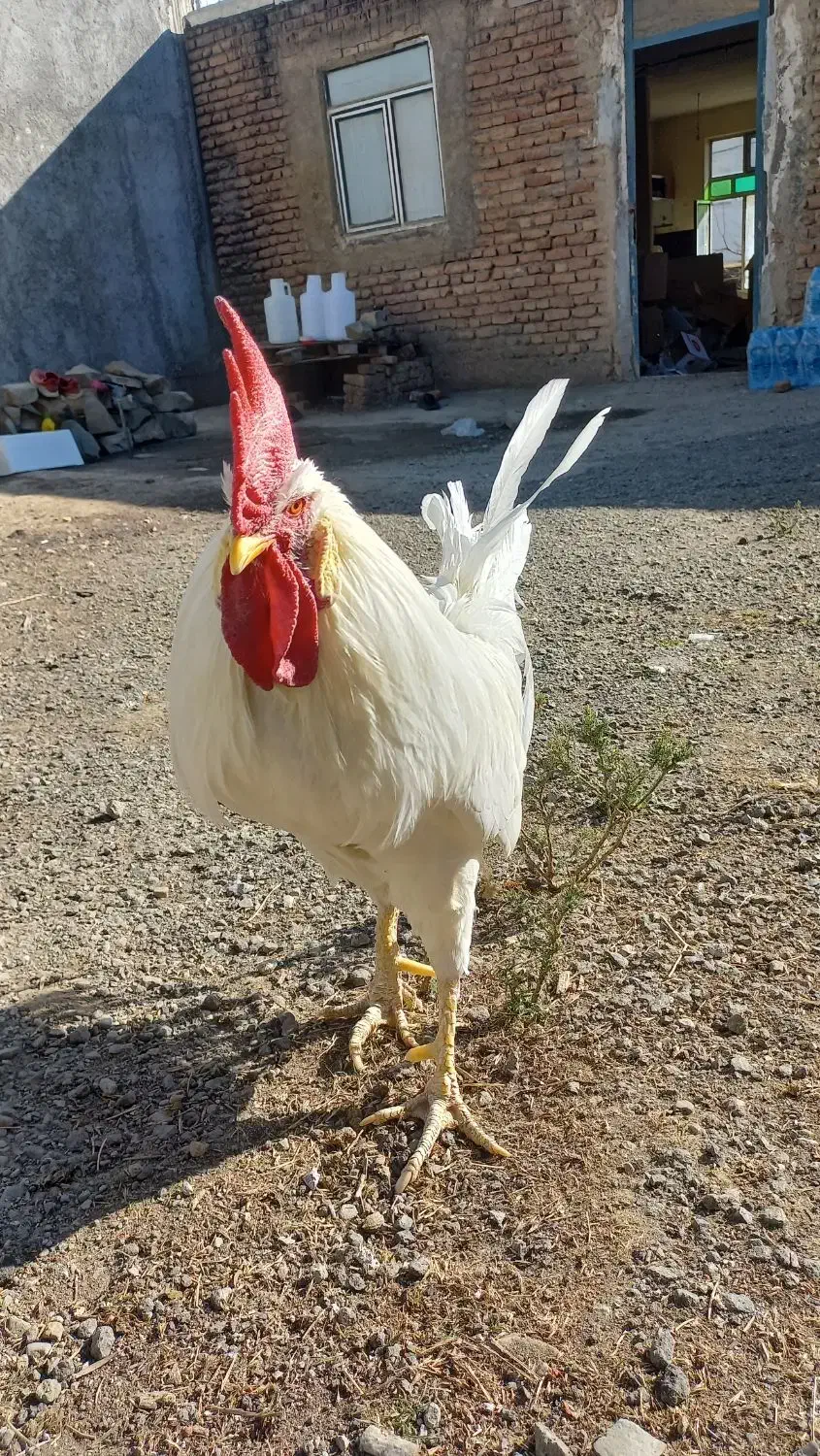 خروس سفید پر هیجان|حیوانات مزرعه|گرمی, |دیوار