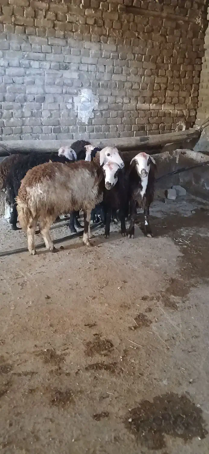 بره ماده شیشک افشار|حیوانات مزرعه|بروجرد, |دیوار