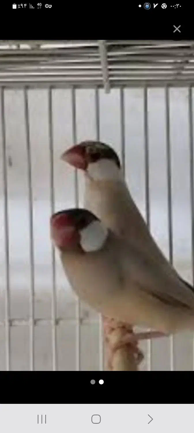 نرگسی شکلاتی ۸۵۰ و کرواتی|پرنده|تهران, کوثر|دیوار