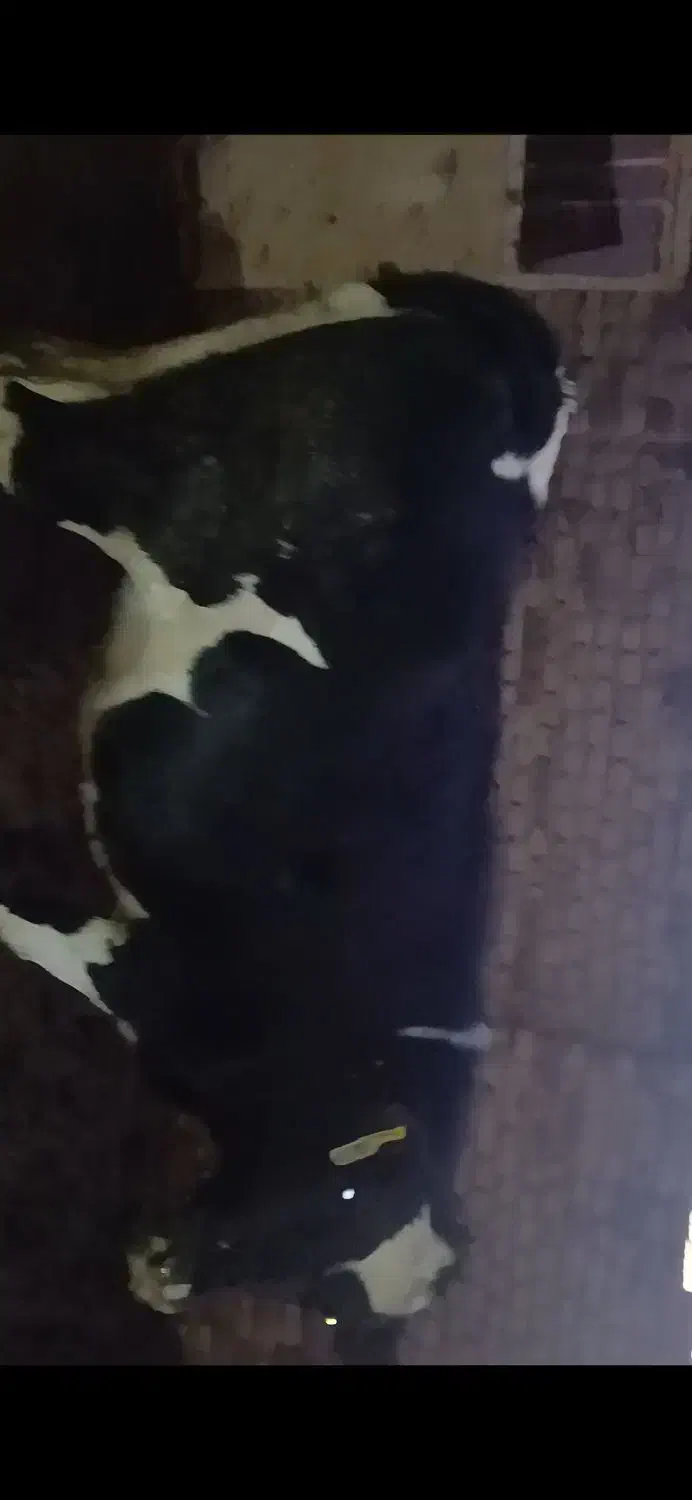 یک عدد گوساله نر ۲۰۰ کیلو و یک عدد گوساله ماده|حیوانات مزرعه|رشتخوار, |دیوار