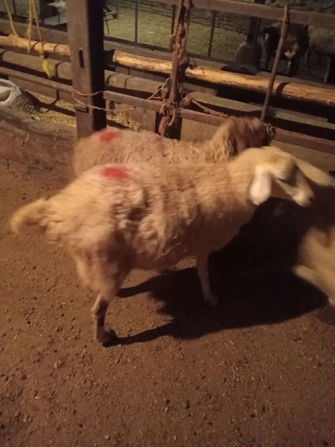 یک عدد بره ماده رومانوف|حیوانات مزرعه|بروجرد, |دیوار