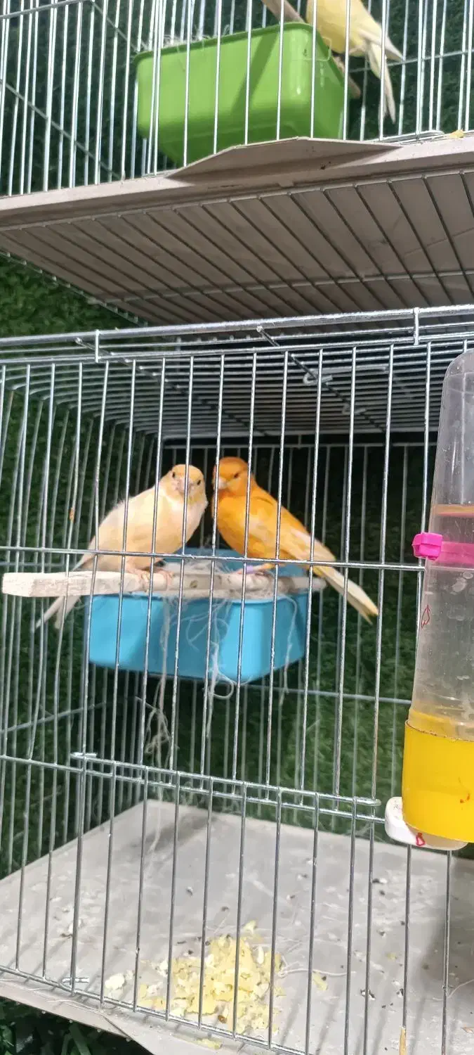 قناری|پرنده|ماکو, |دیوار