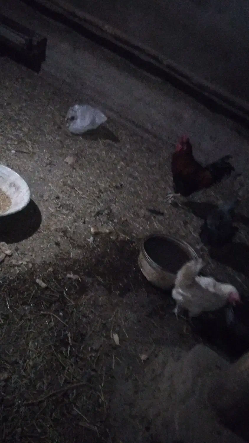 ۵عدد مرغ روستا تخمی یک عدد خوروس محلی نژاد اصل|حیوانات مزرعه|عجب شیر, |دیوار