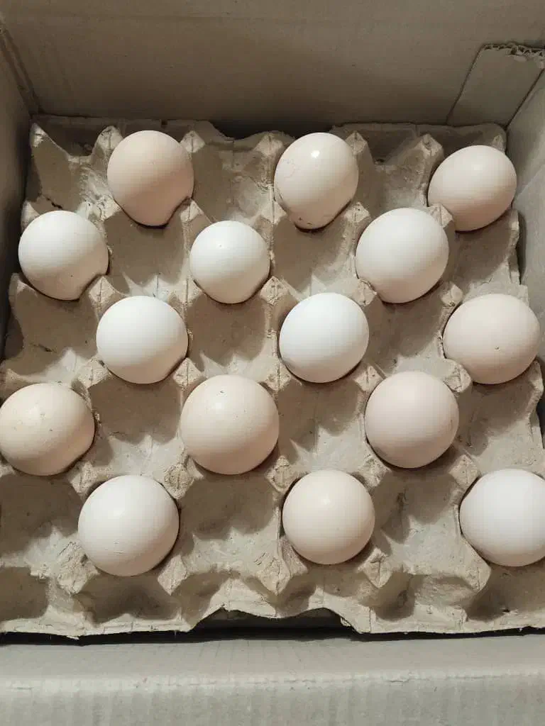 فروش تخم مرغ بومی وانواع نژادها،ووزنها فقط تماس|خوردنی و آشامیدنی|اصفهان, عاشق‌آباد|دیوار
