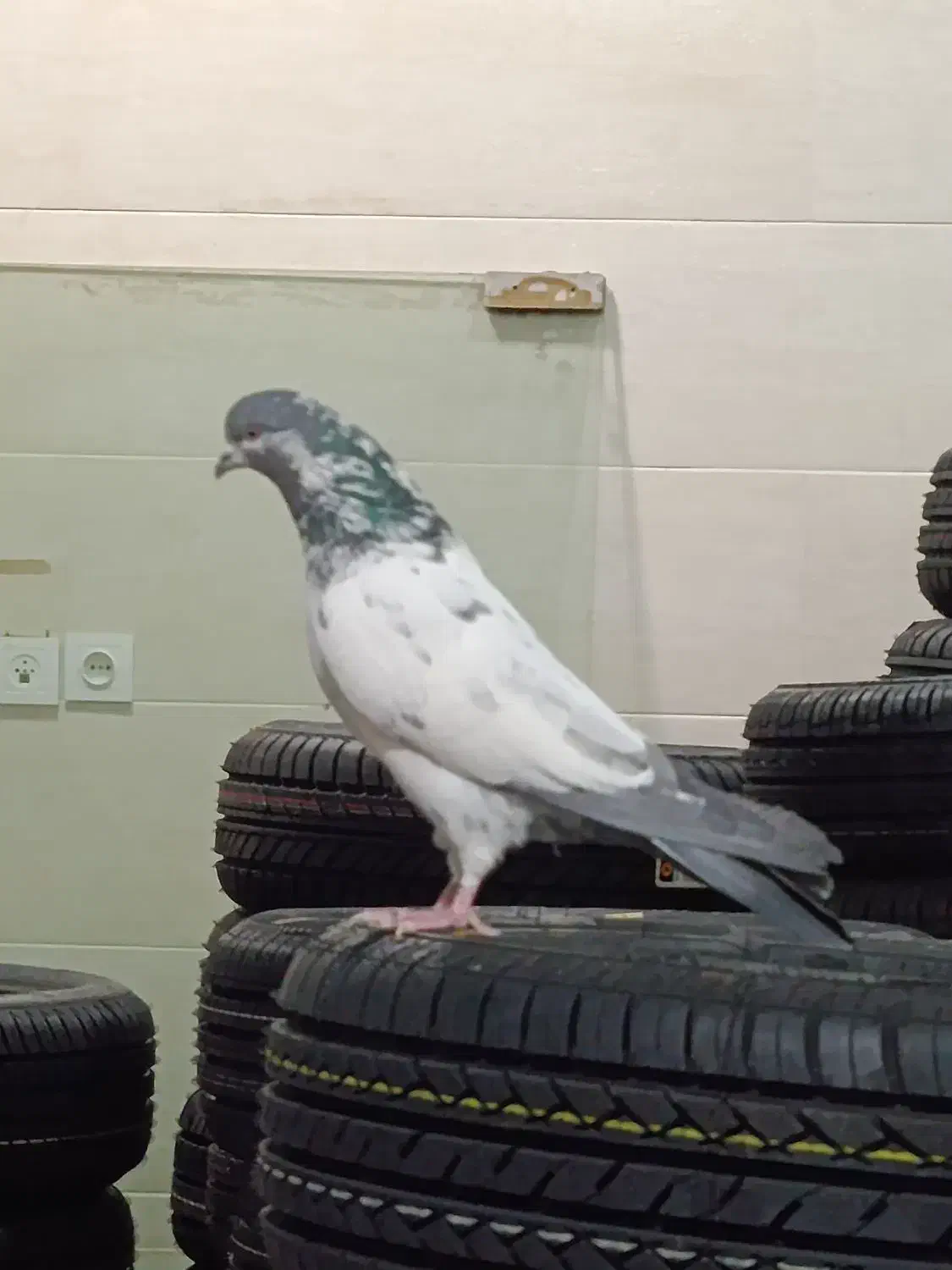 کبوتر پرشی|پرنده|خرمدره, |دیوار