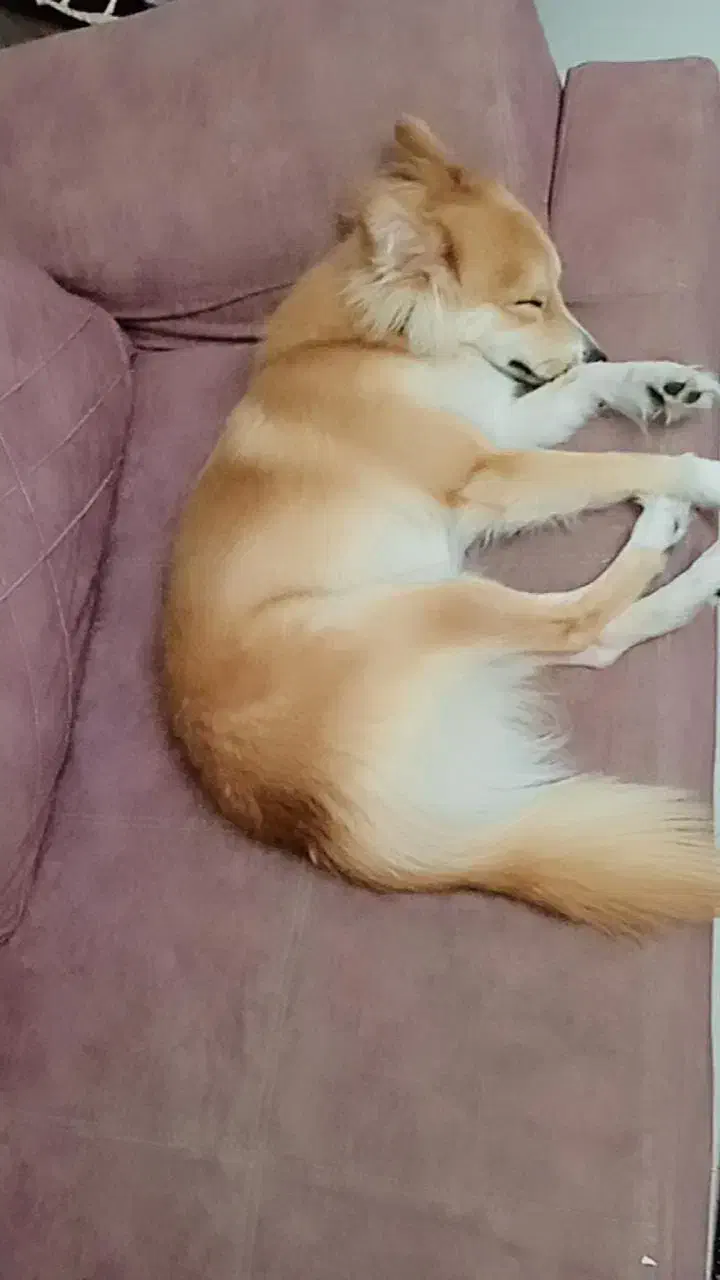 نژاد یونانی (کوکونی)|سگ|محمدشهر, شهرک پیام (مهرالبرز)|دیوار