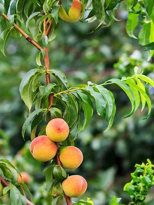 فروش نهال هلو با ضمانت اصالت نهال|خدمات باغبانی و درختکاری|ممقان, |دیوار