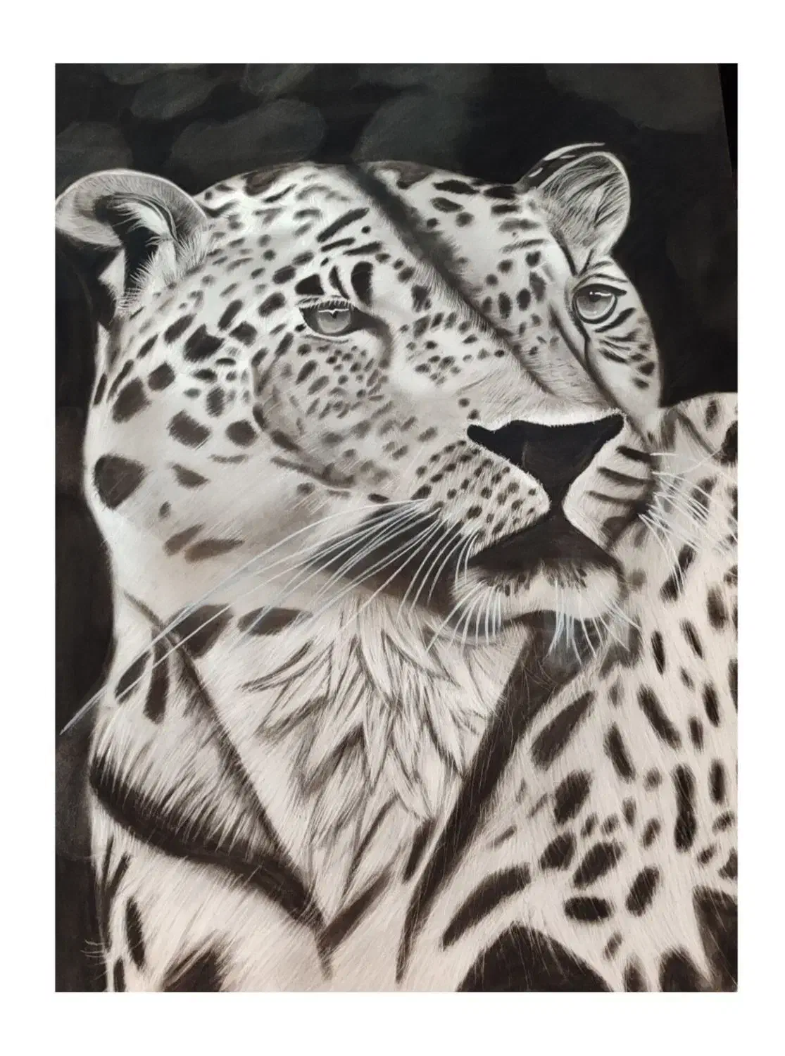 نقاشی سیاه قلم( یوز پلنگ )|تابلو، نقاشی، عکس|مشهد, خواجه ربیع|دیوار