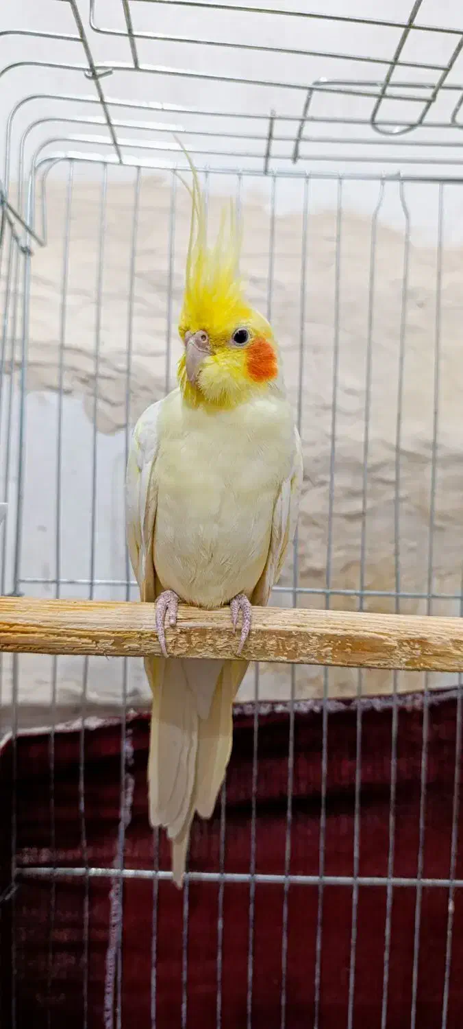 حمیدیه شبیشه|پرنده|حمیدیه, |دیوار