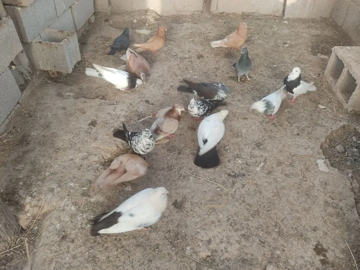 کبوتر|پرنده|شوشتر, |دیوار