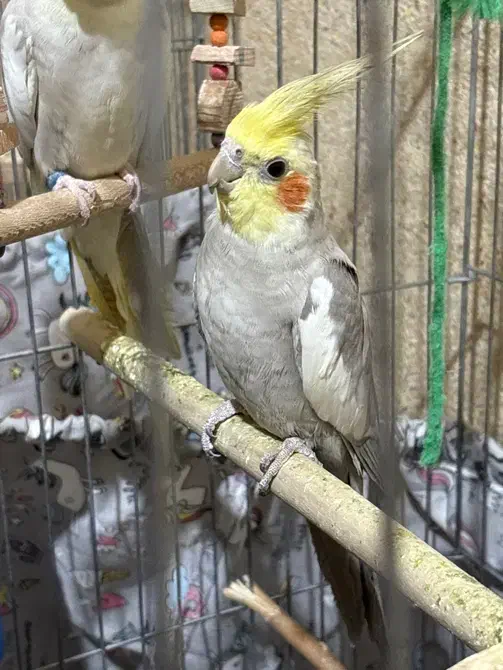 عروس هلندی نر و ماده|پرنده|مرودشت, مسکن مهرگان|دیوار