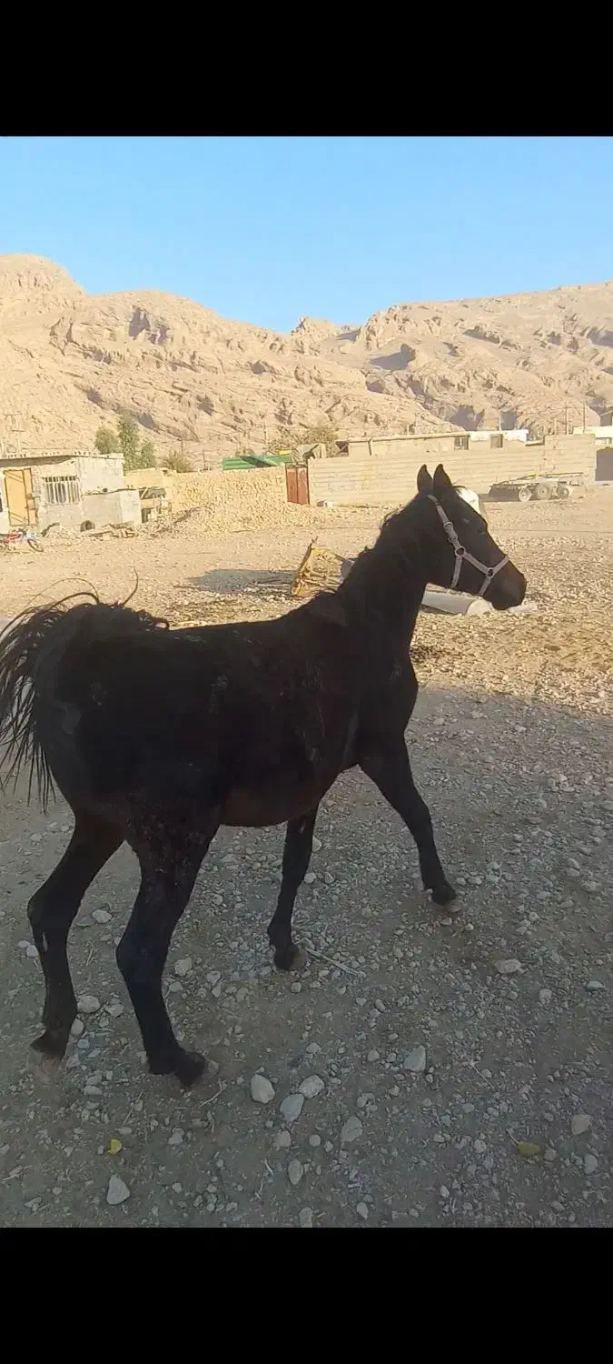 کره نریون|اسب و تجهیزات اسبسواری|شیراز, داریون|دیوار