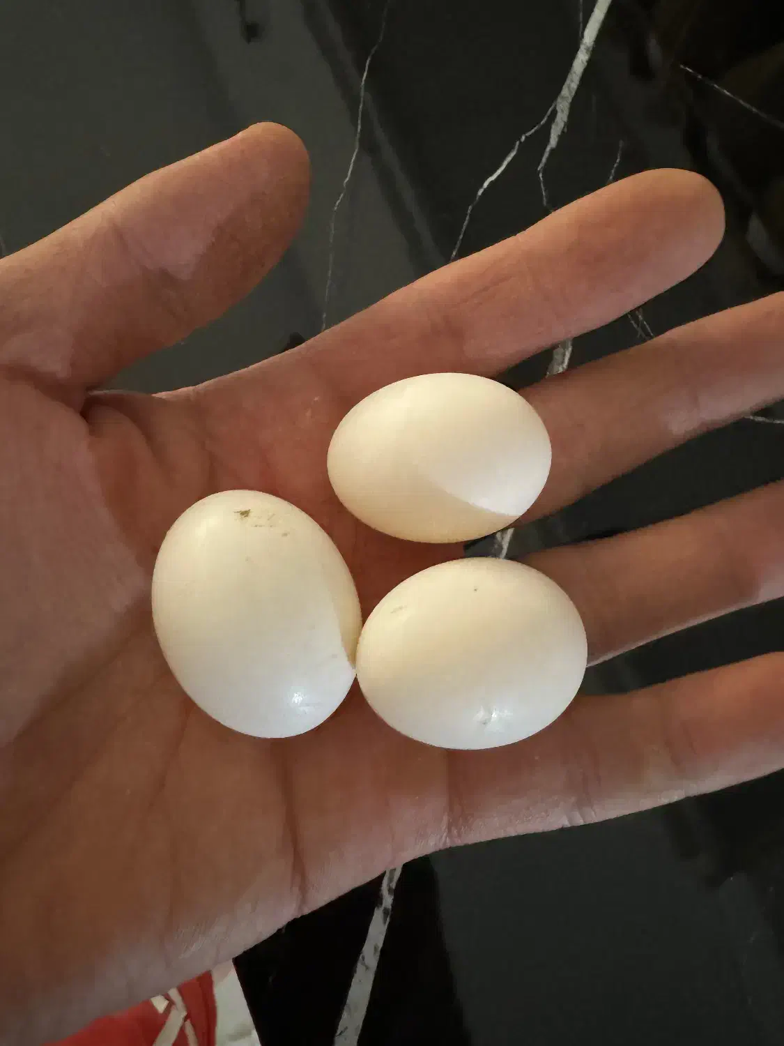 تخم کفتر|لوازم جانبی حیوانات|قدس, شهر‌قدس|دیوار