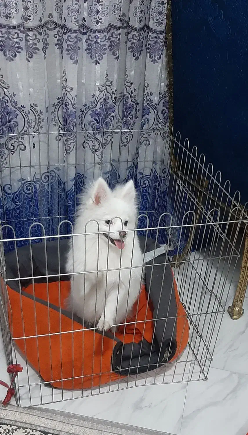 سگ پامرین|سگ|کهریزک, |دیوار