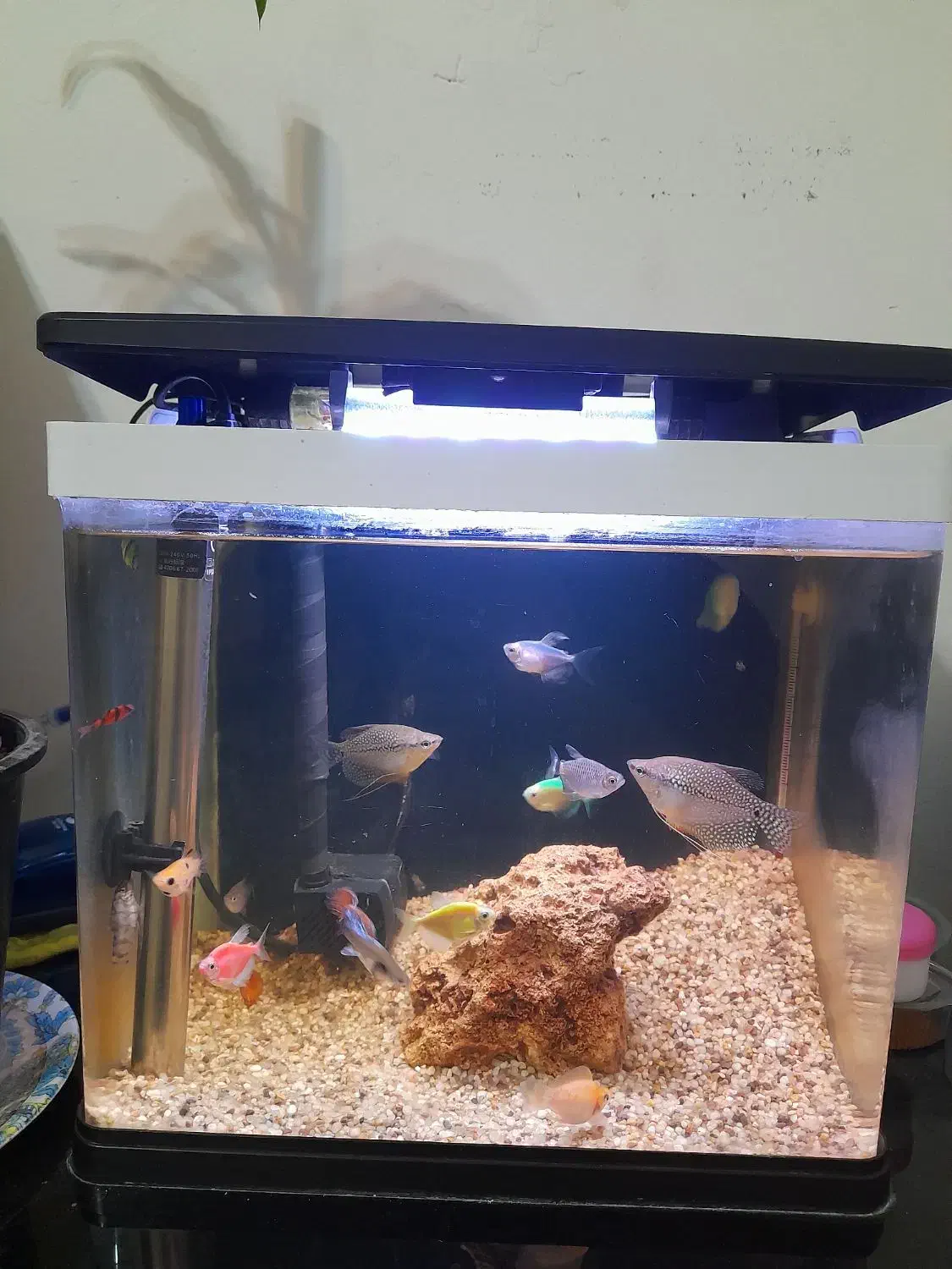 آکواریوم30×30|ماهی|مشهد, حضرت حجت|دیوار