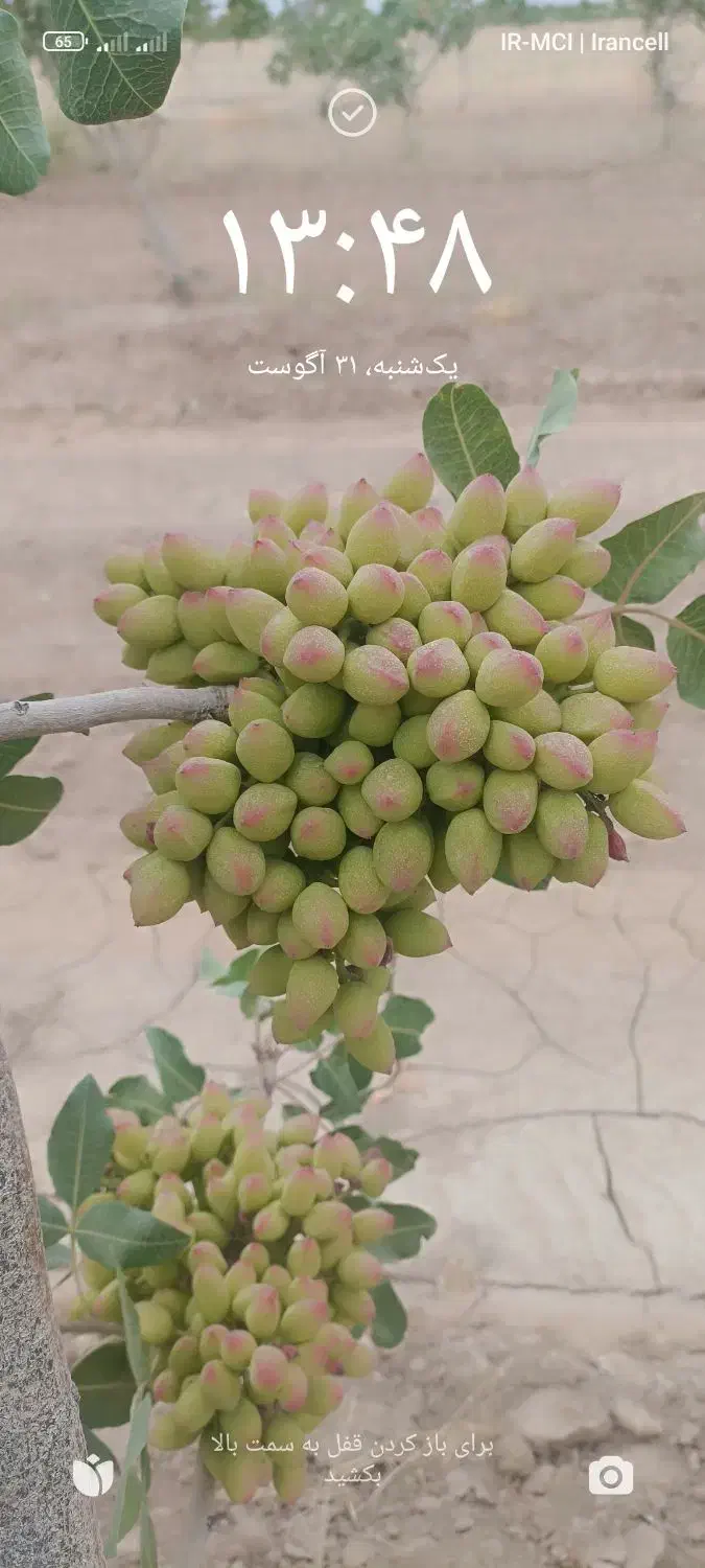 هرس انگور داربستی .پسته .باغ و باغچه|خدمات باغبانی و درختکاری|سبزوار, پاسداران|دیوار