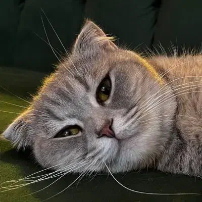 واگذاری رایگان اسکاتیش فولد|گربه|بروجرد, |دیوار