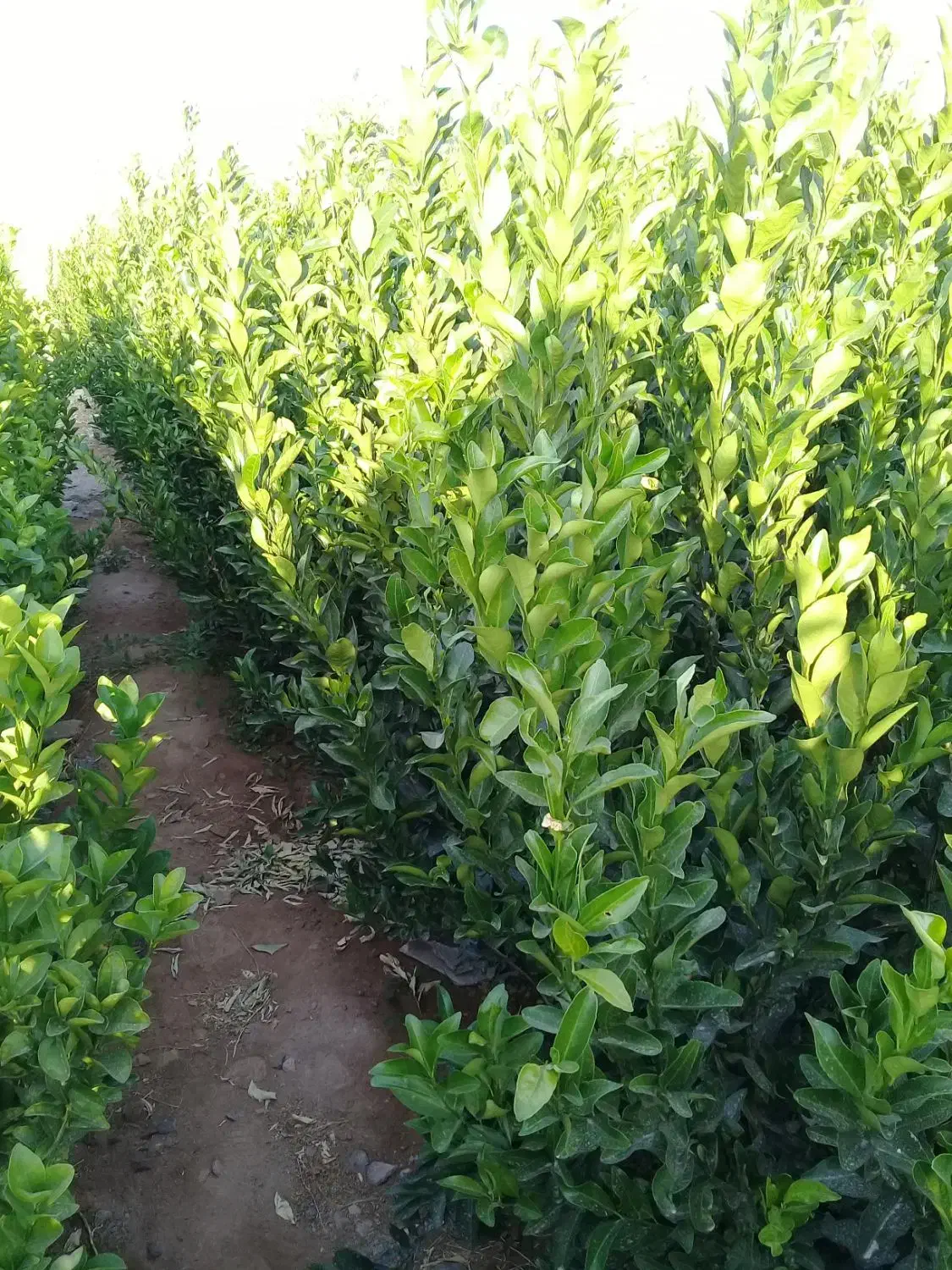 نهال مرکبات تضمینی با کیفیت قیمت مناسب|گل و گیاه طبیعی|بم, |دیوار