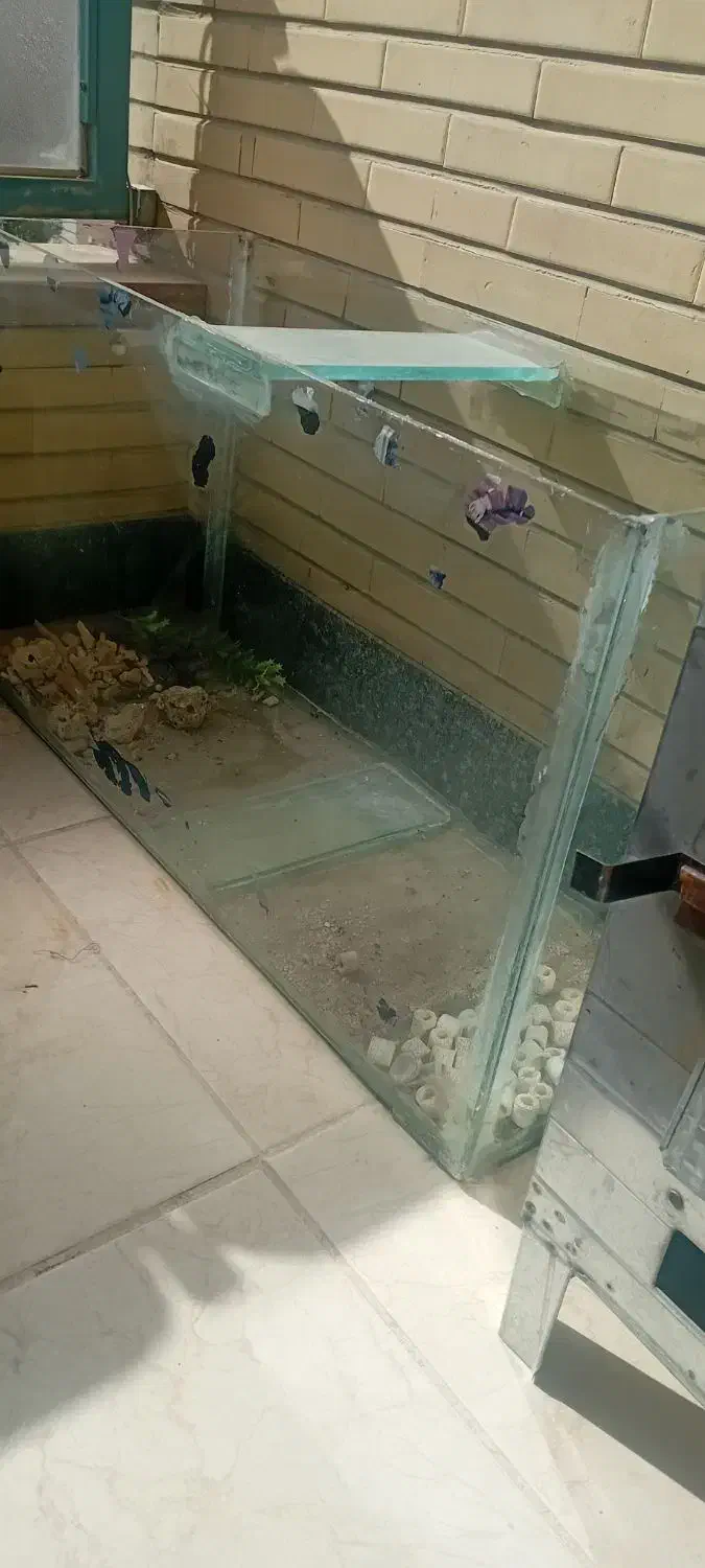 آکواریوم|ماهی|خمینیشهر, |دیوار