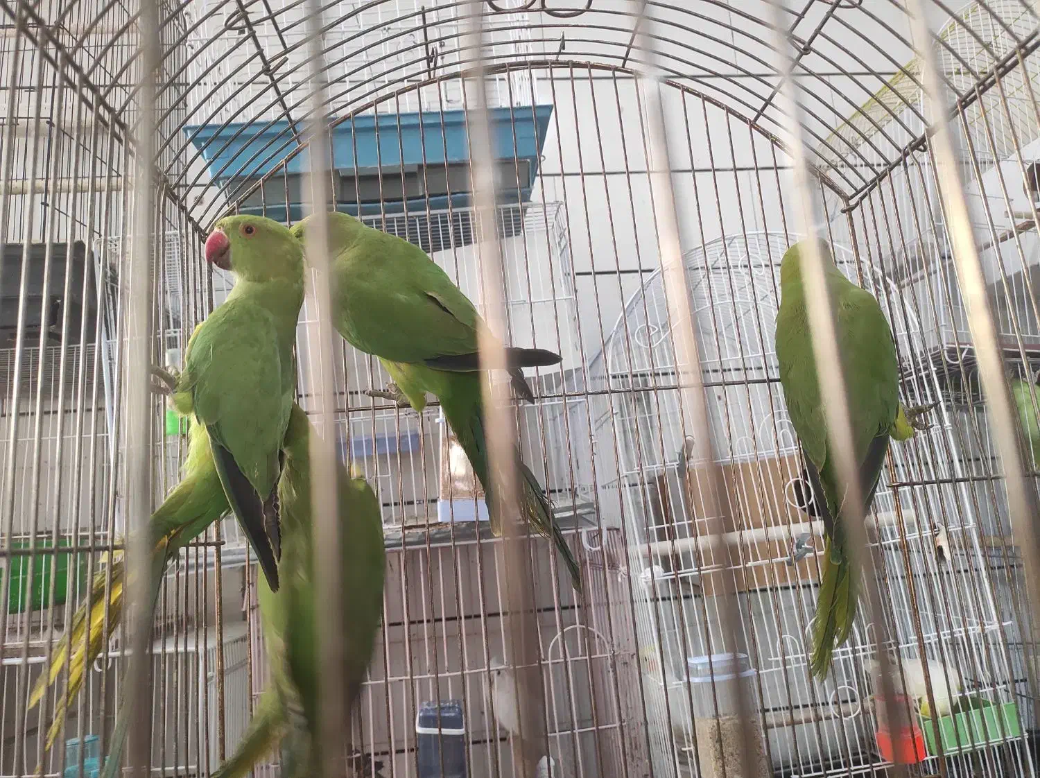 شش تا جوجه طوطی ملنگو چهار پنج ماهه|پرنده|جیرفت, |دیوار