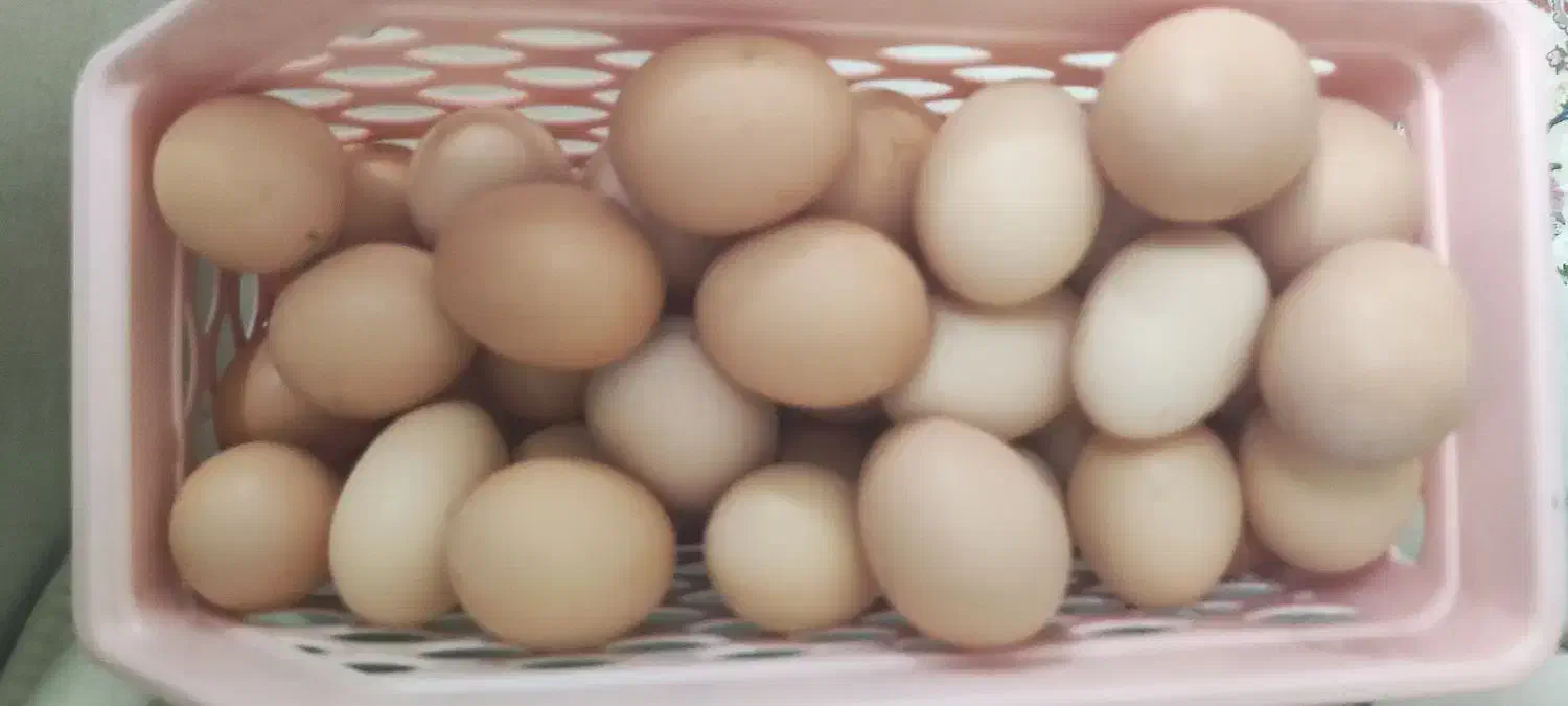 تخم مرغ رسمی|خوردنی و آشامیدنی|قم, شهرک فاطمیه|دیوار