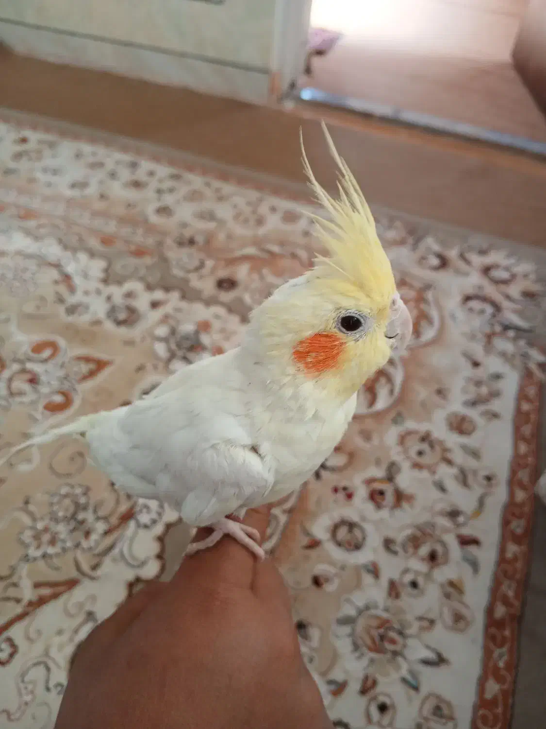 عروس هلندی نر|پرنده|لاران, |دیوار