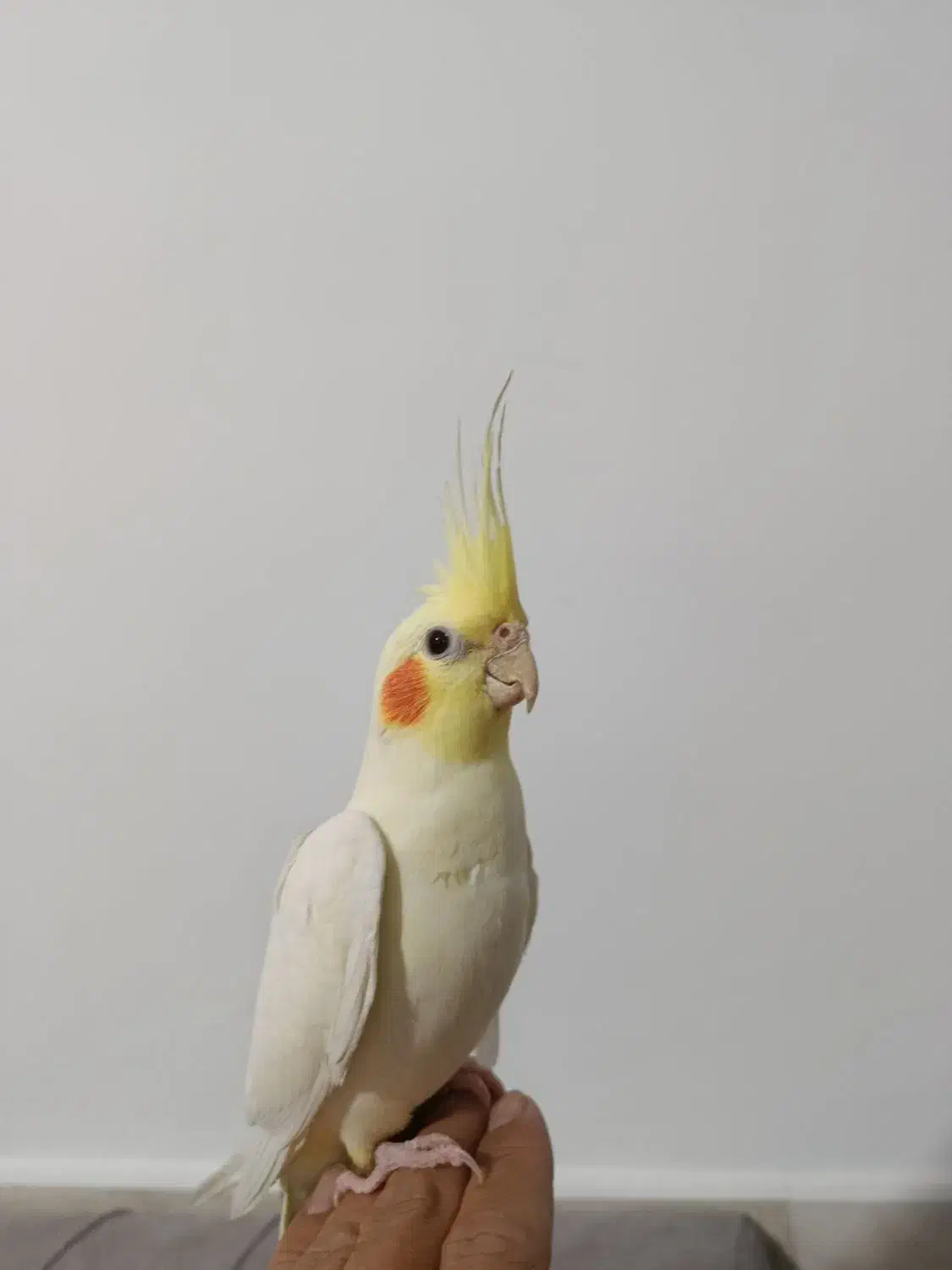 عروس هلندی نر|پرنده|مشهد, ایوان|دیوار