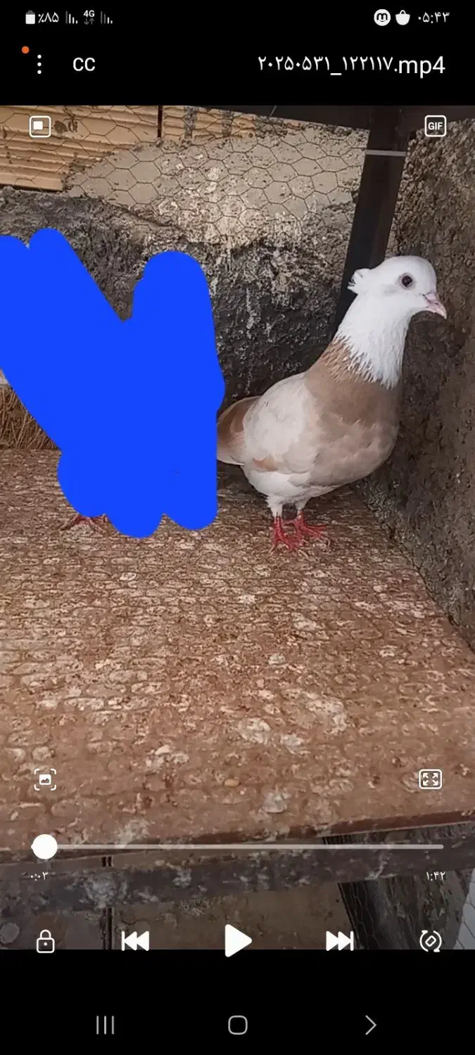 گلی زرد رفته|حیوانات|اراک, |دیوار