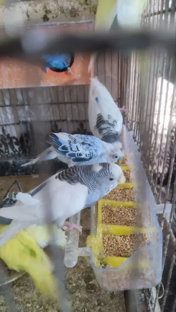 مرغ عشق|پرنده|مشهد, یاس|دیوار