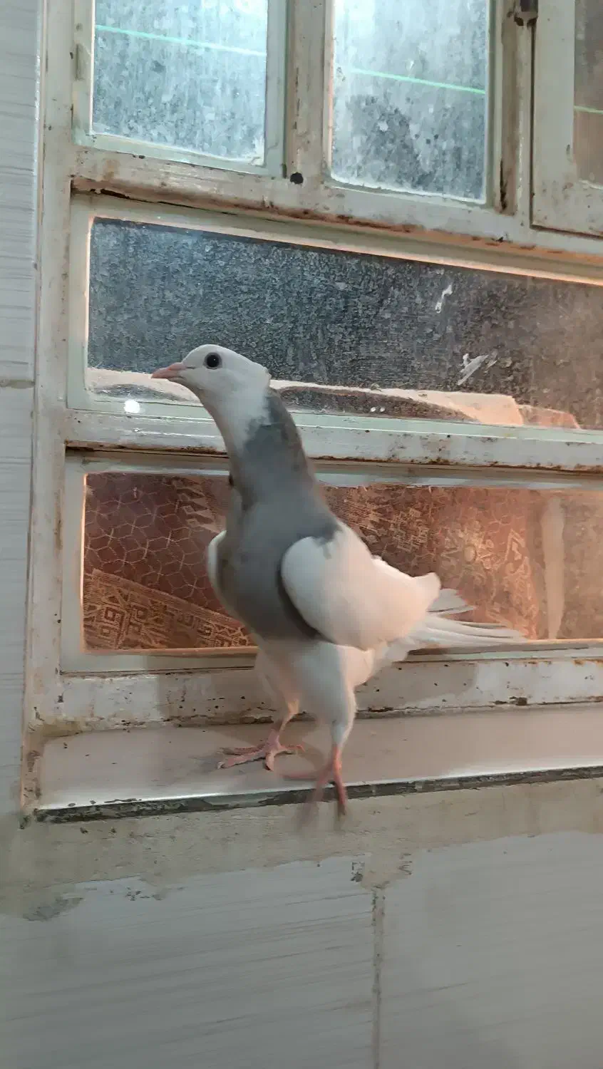 جوجه طوق الماسی عتیقه|پرنده|یاسوج, |دیوار