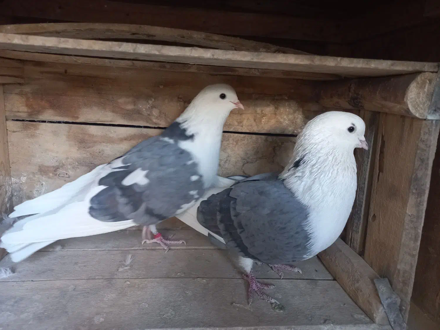 نر وماده پشت سبز خال قدیمی|پرنده|تهران, کوی بیمه|دیوار