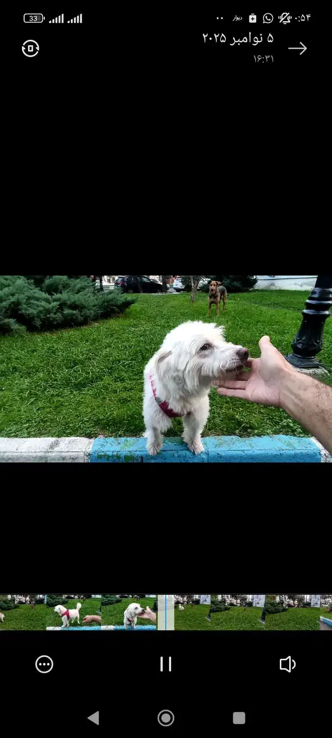 سگ اشپیتز گم شده گمشده در سنگر|حیوانات|سنگر, |دیوار